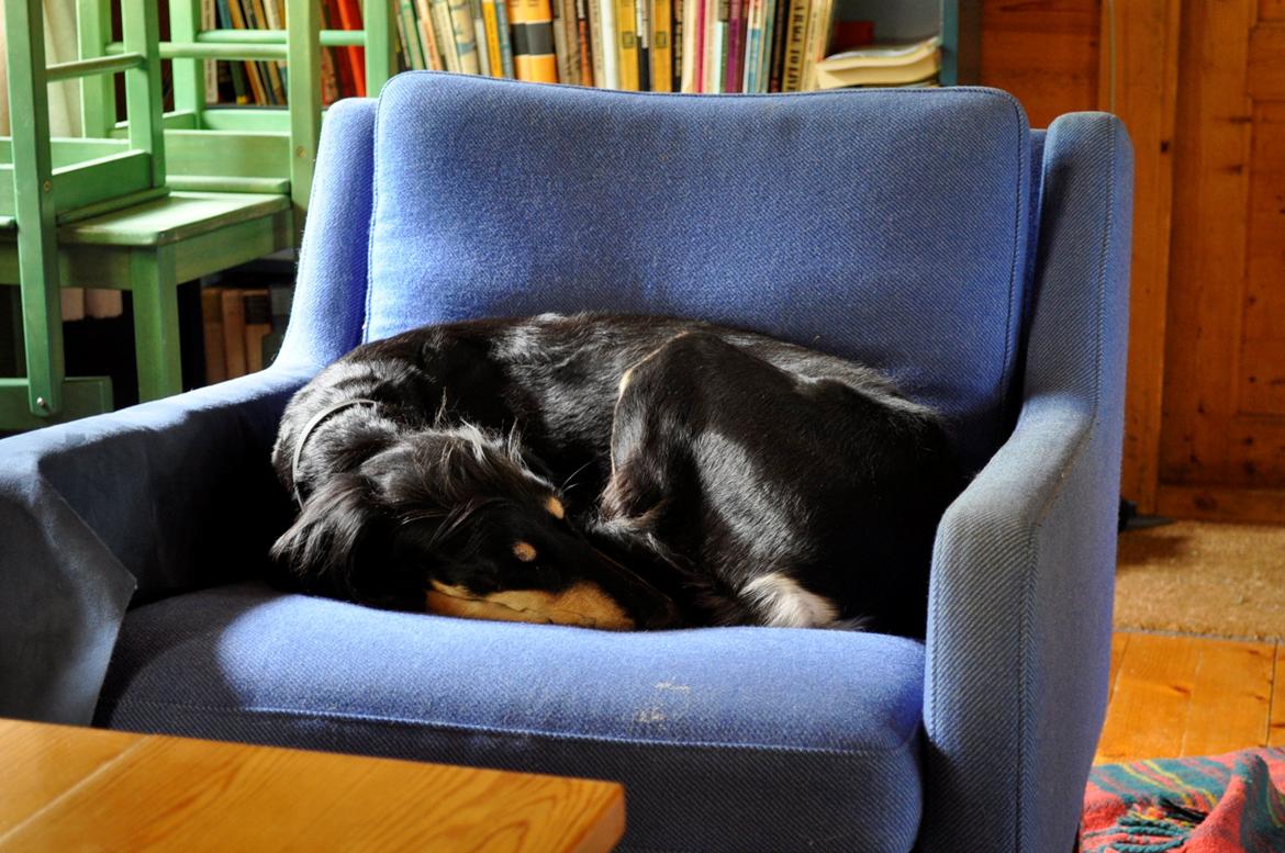 Saluki Kirman Arania billede 36