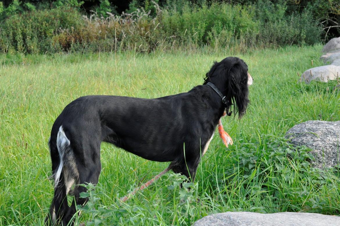Saluki Kirman Arania billede 37