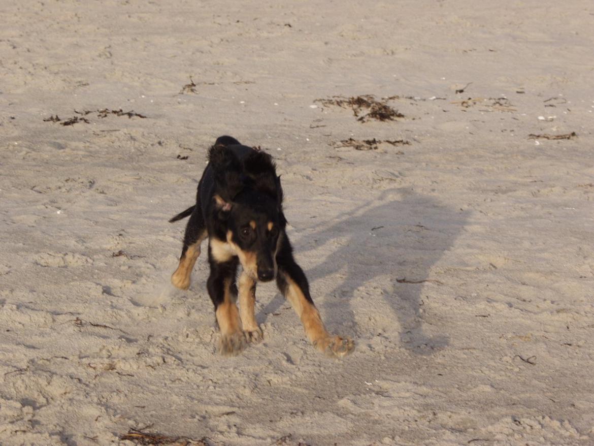 Saluki Kirman Arania billede 7