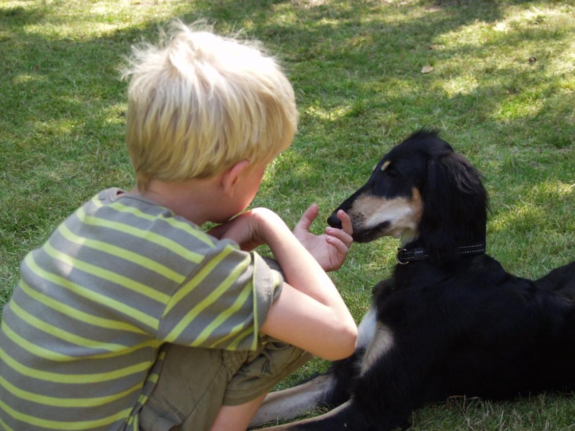 Saluki Kirman Arania billede 34