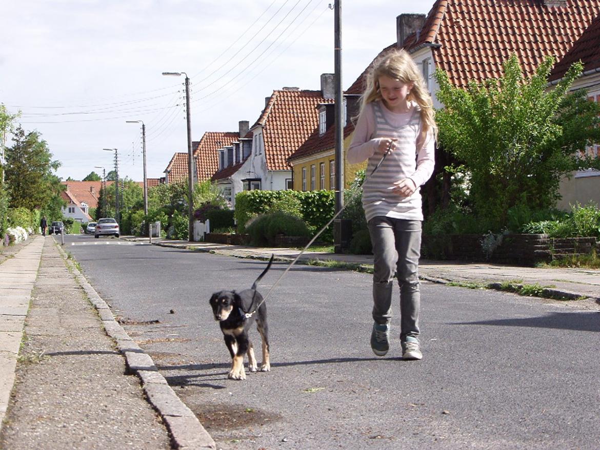 Saluki Kirman Arania billede 27