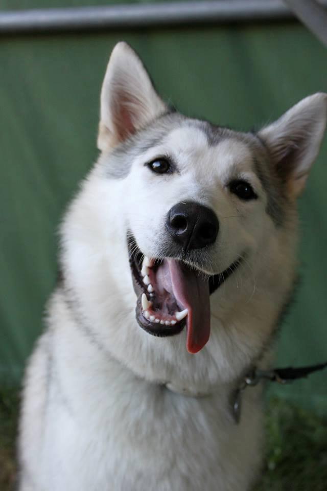 Blanding af racer Aniu billede 36