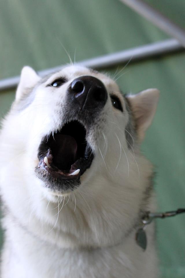 Blanding af racer Aniu billede 37