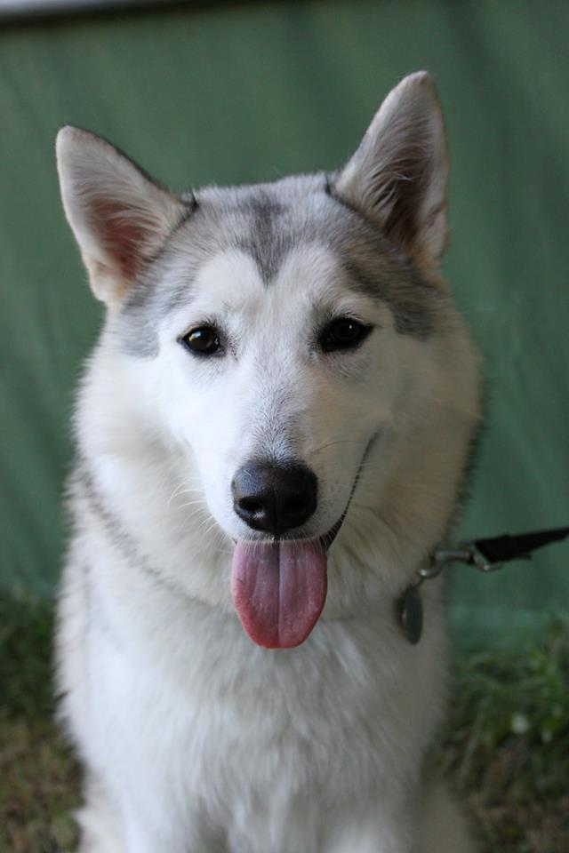 Blanding af racer Aniu billede 35