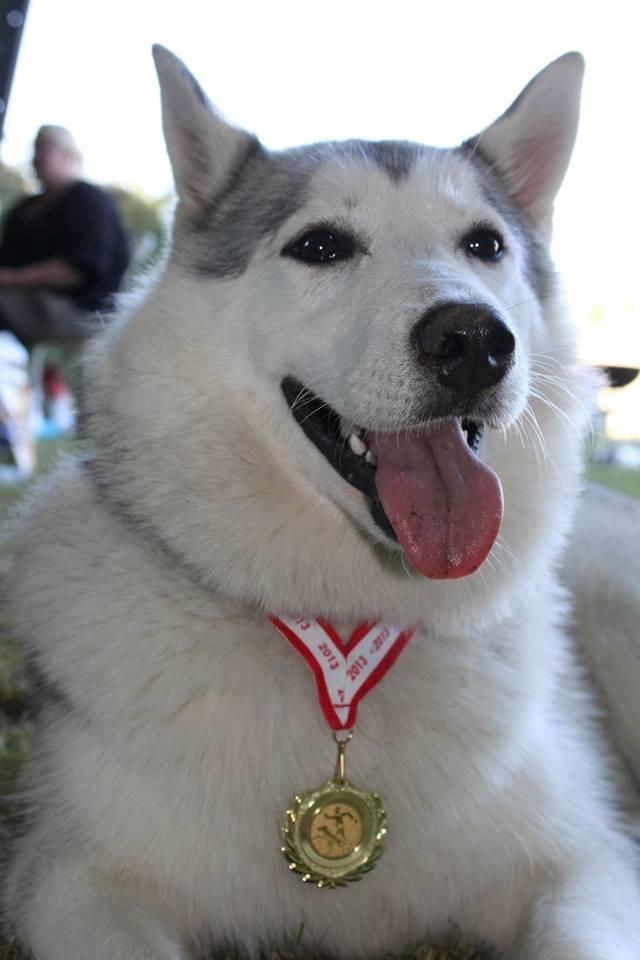 Blanding af racer Aniu billede 38