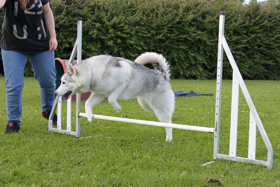 Blanding af racer Aniu billede 40