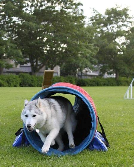 Blanding af racer Aniu billede 41