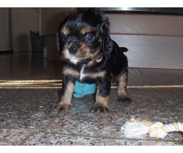 Cavalier king charles spaniel Siff billede 1