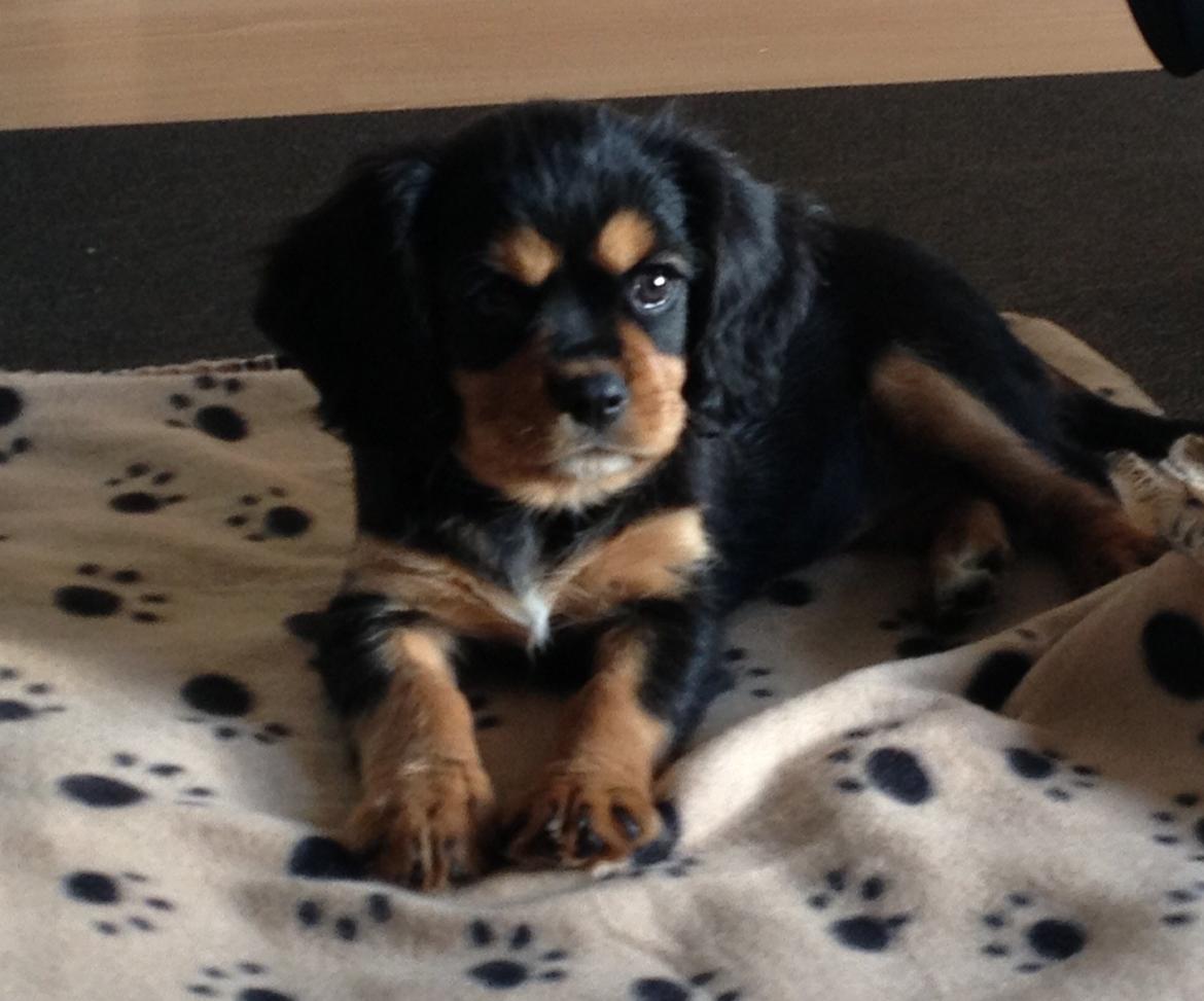 Cavalier king charles spaniel Siff billede 2