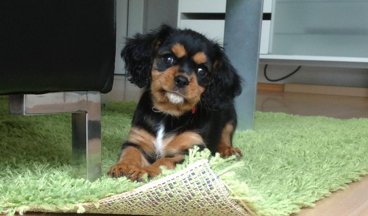 Cavalier king charles spaniel Siff billede 3