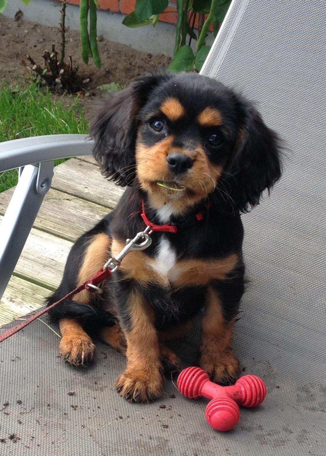 Cavalier king charles spaniel Siff billede 4