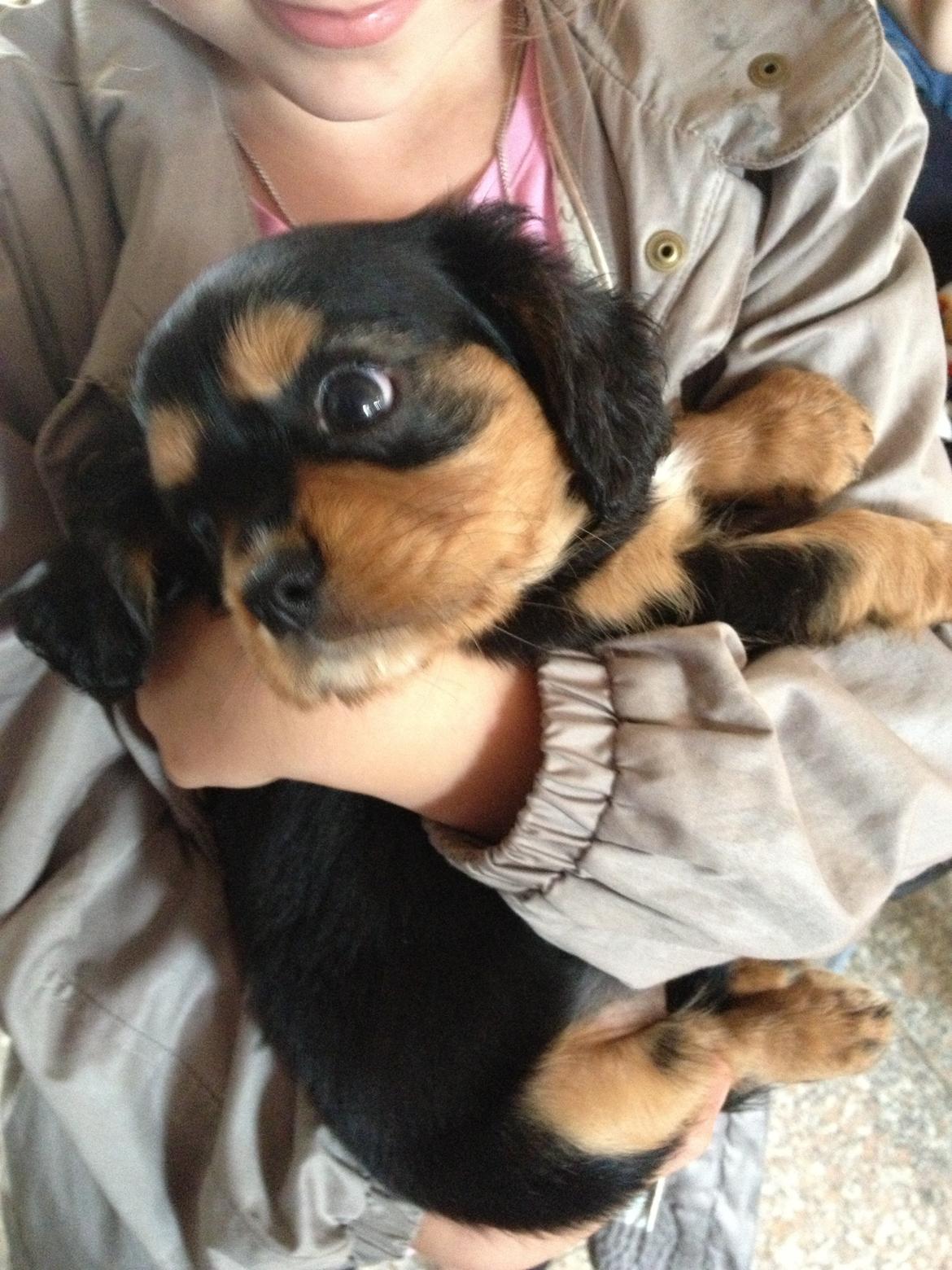 Cavalier king charles spaniel Siff billede 5