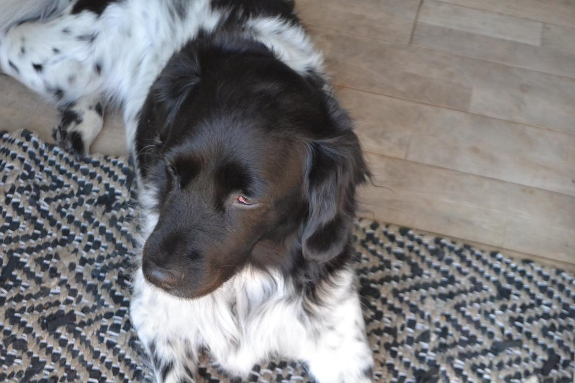 Stabijhoun Sigga billede 15