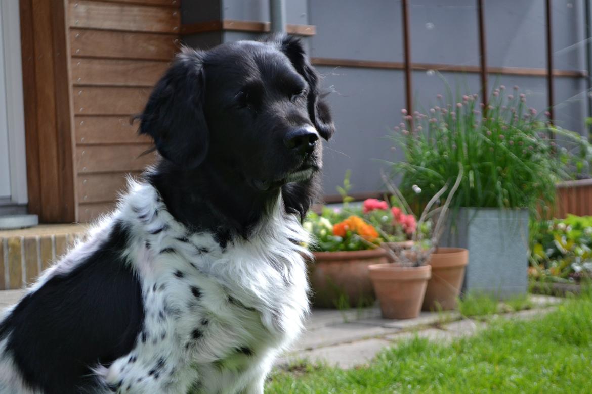 Stabijhoun Sigga billede 13