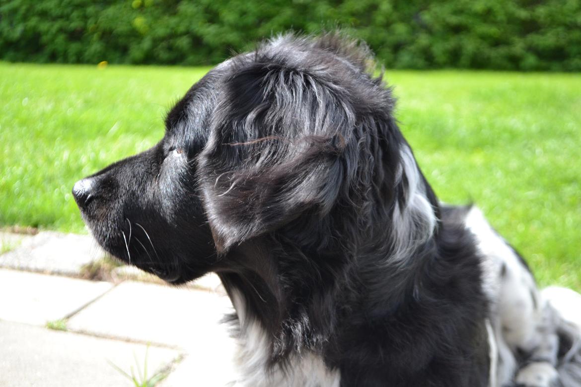 Stabijhoun Sigga billede 7