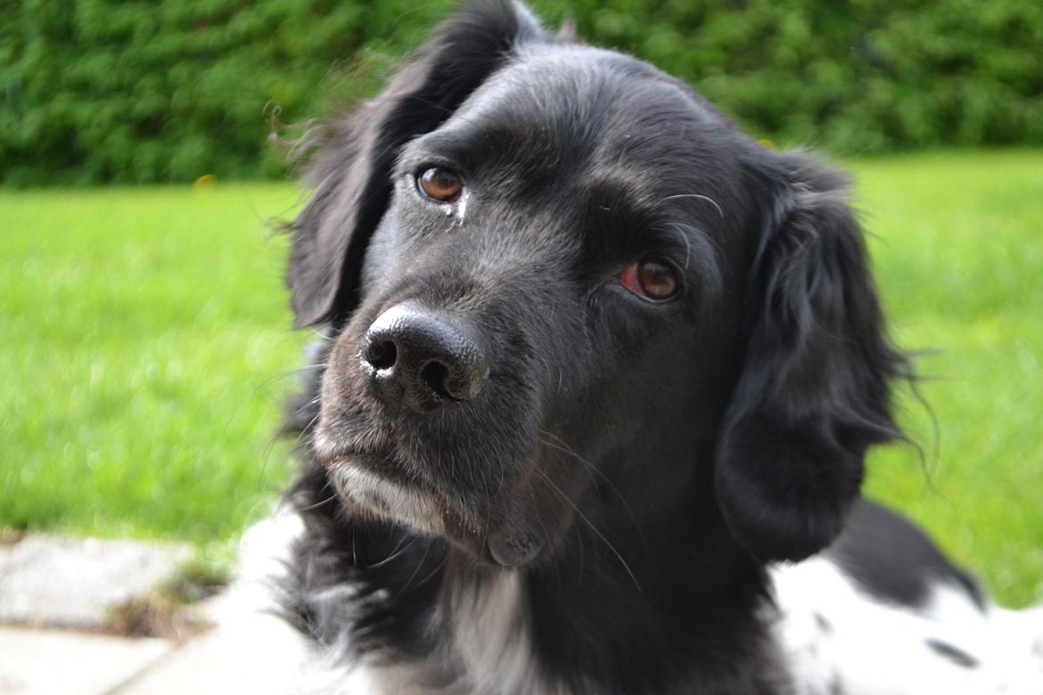 Stabijhoun Sigga billede 14