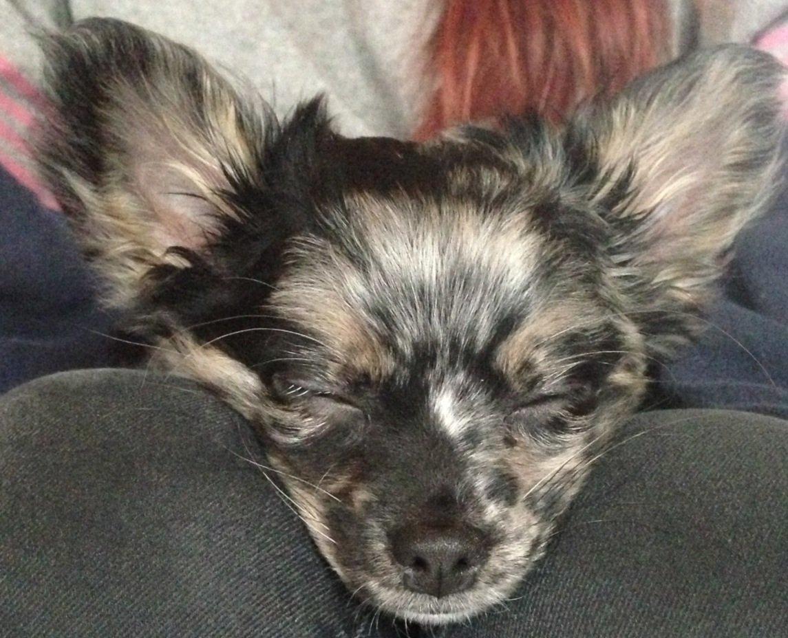 Chihuahua Bastian billede 1