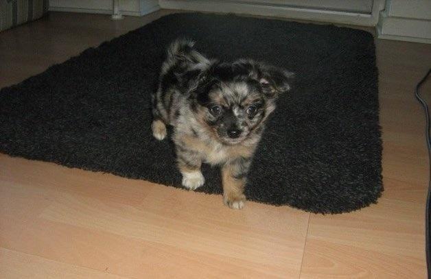 Chihuahua Bastian billede 3