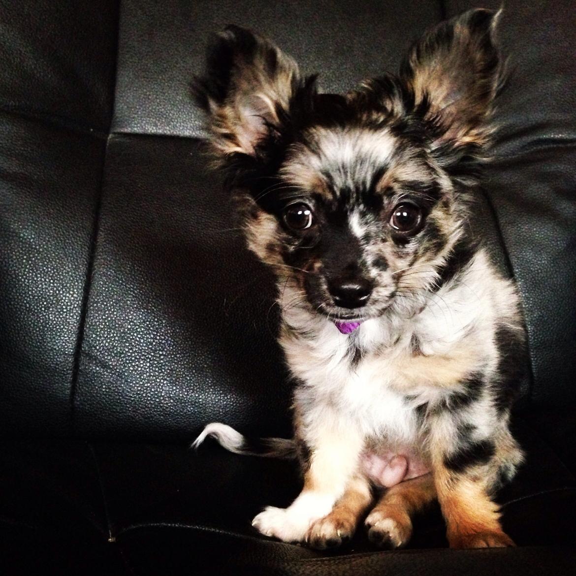 Chihuahua Bastian billede 4