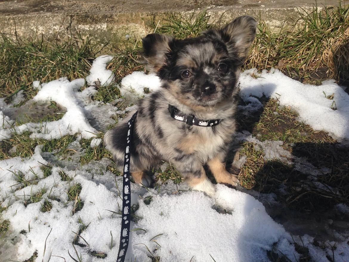 Chihuahua Bastian billede 6