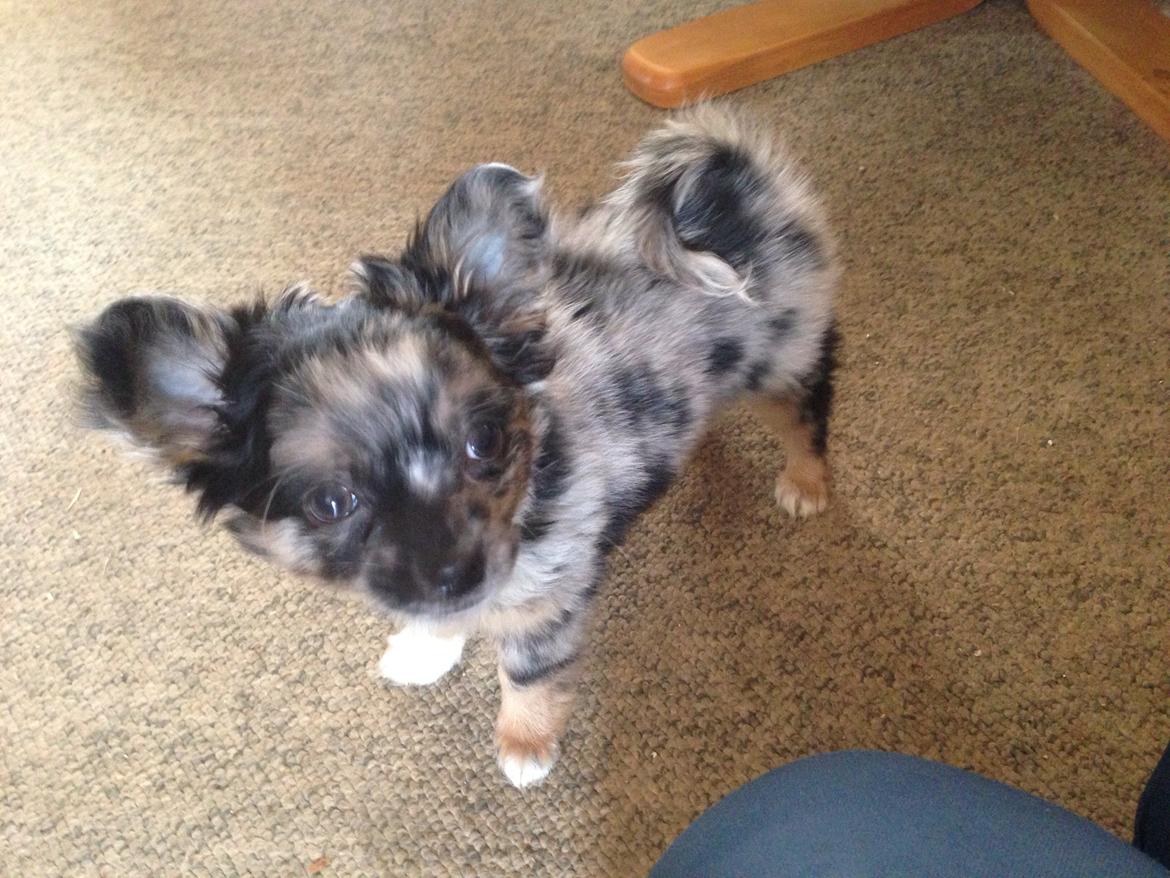 Chihuahua Bastian billede 8