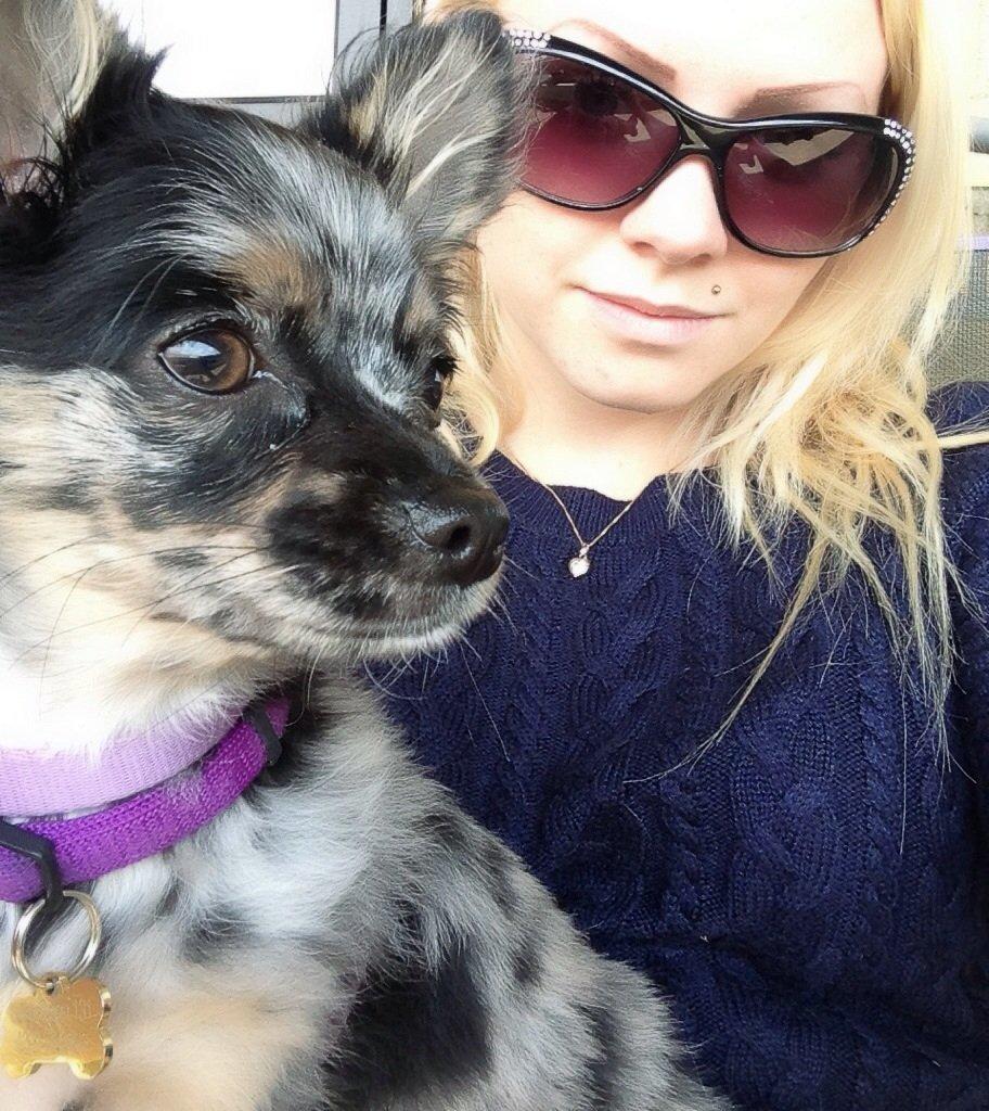 Chihuahua Bastian billede 9