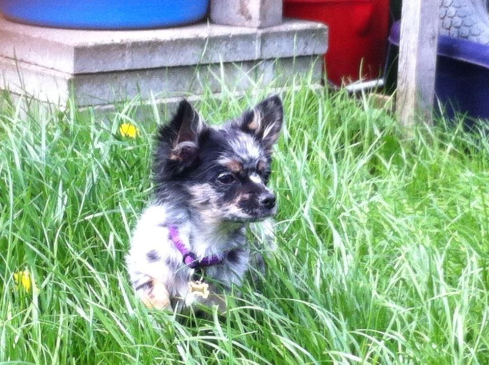 Chihuahua Bastian billede 10