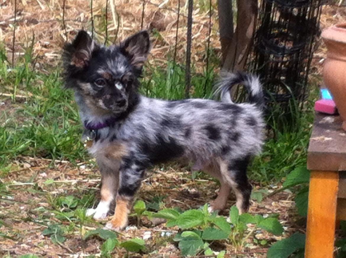 Chihuahua Bastian billede 11