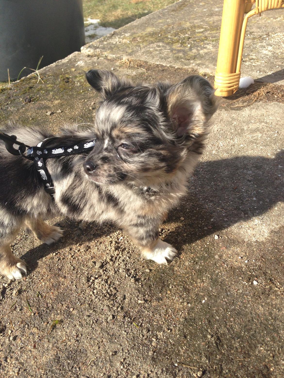 Chihuahua Bastian billede 12