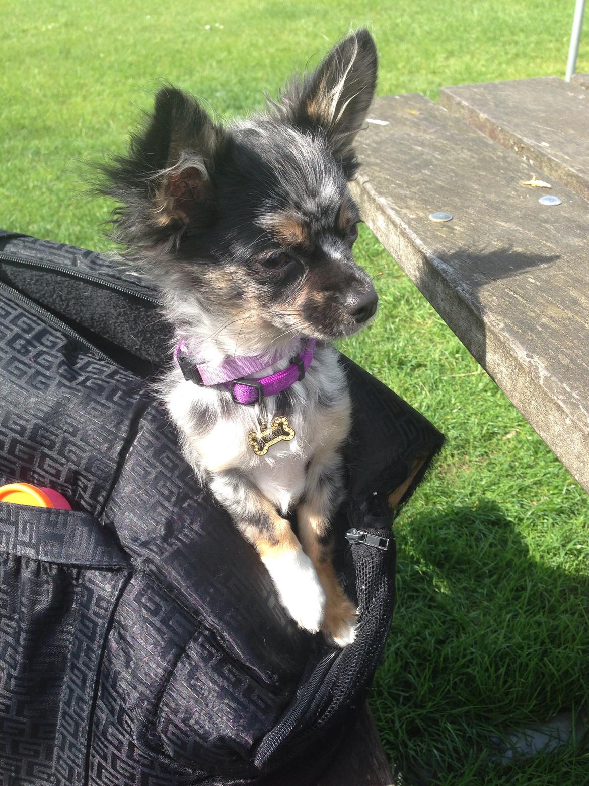 Chihuahua Bastian billede 13