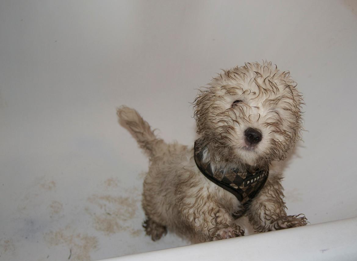 Coton de tulear Napoleon Louis billede 3