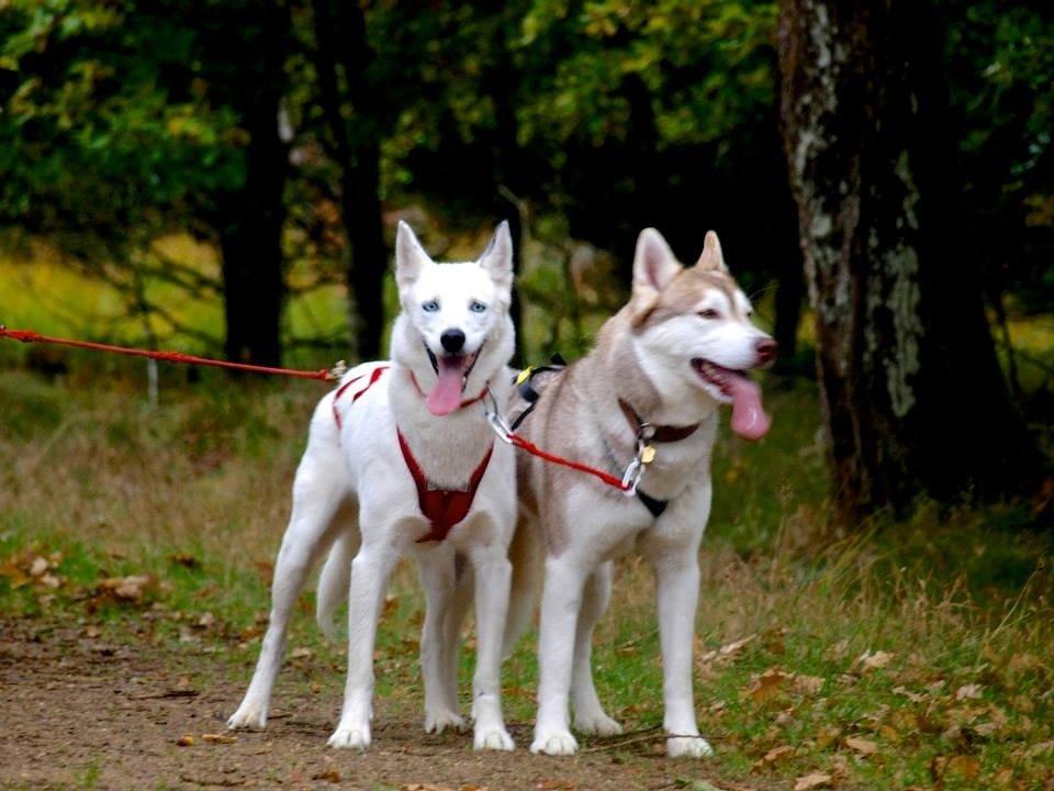 Siberian husky Tori - Sæsonstart Gludsted 2013 billede 15