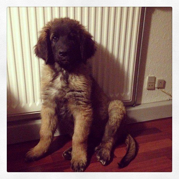 Leonberger Ollie billede 11