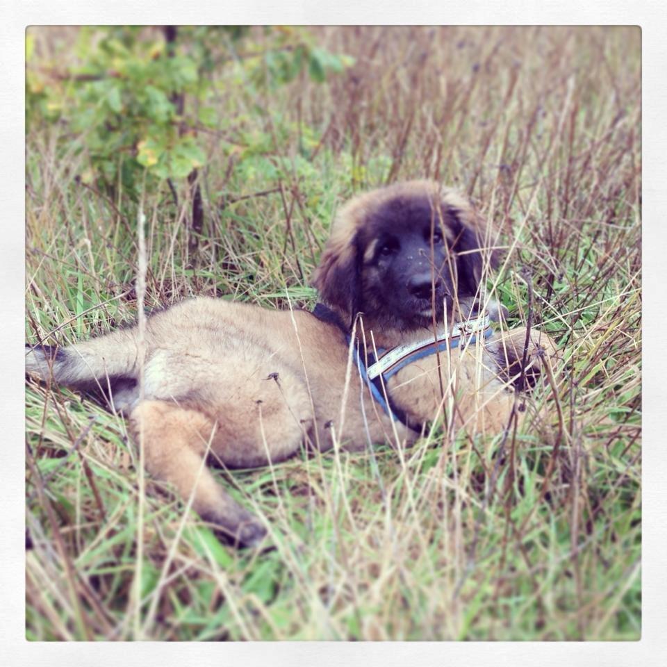 Leonberger Ollie billede 13