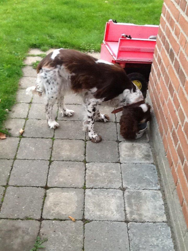 Engelsk springer spaniel Freja billede 6
