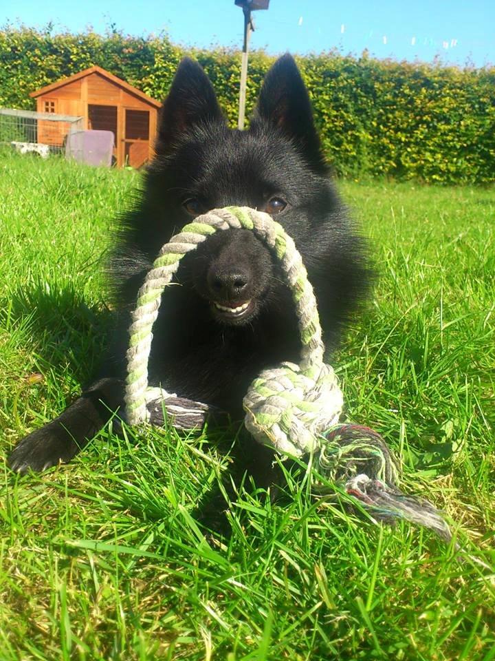 Schipperke Pri-wat Emil (Ludo) - "leg med miiiiiiig.... kom nuuuuuu"  billede 1