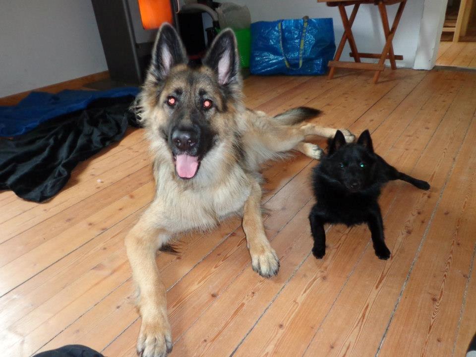 Schipperke Pri-wat Emil (Ludo) - Ludo og hans bedste veninde Maggi <3 Hun var på besøg en hel weekend her. nøjh de hyggede sig. billede 16