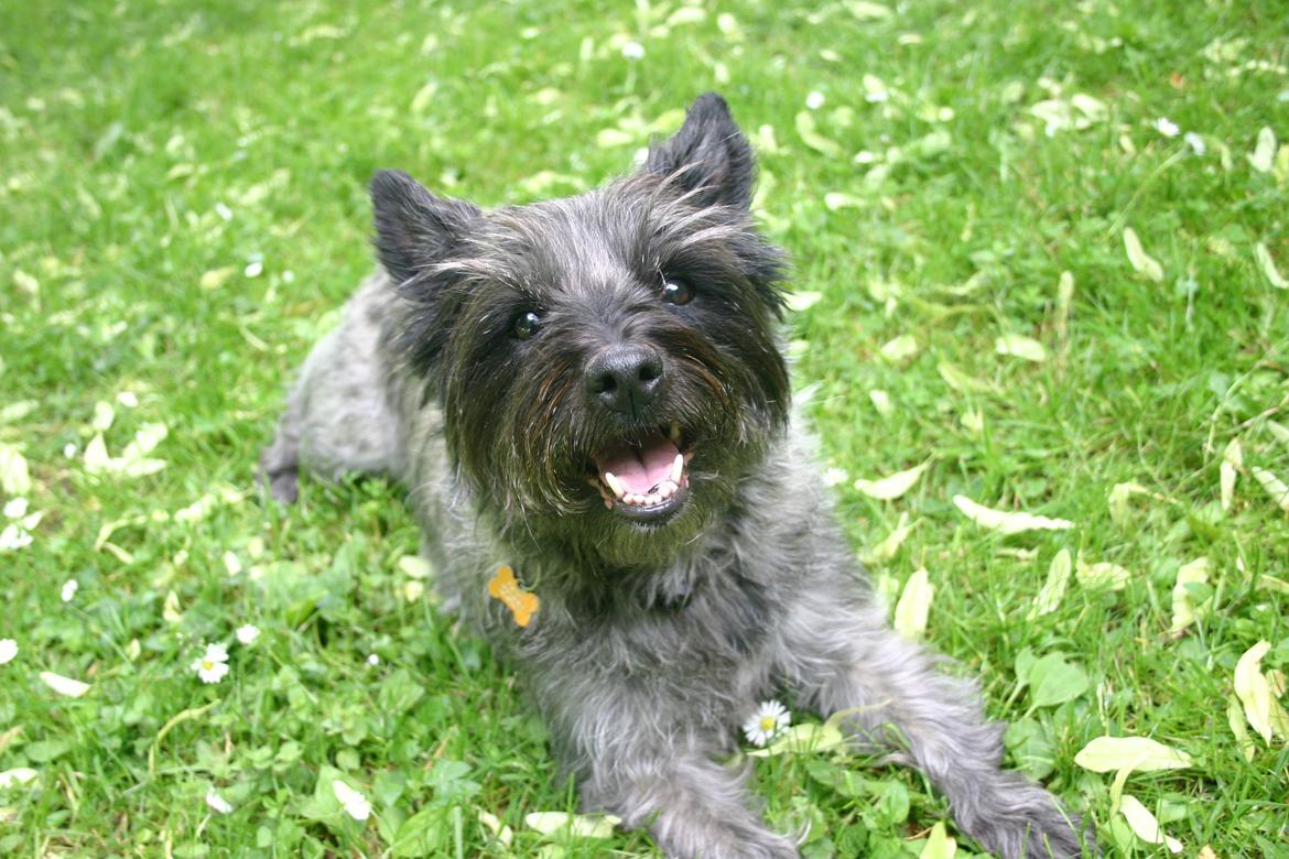 Cairn terrier Mille - Velkommen til Milles profil - verdens bedste hund. Kom gerne med bedømmelse eller kommentar, billede 1