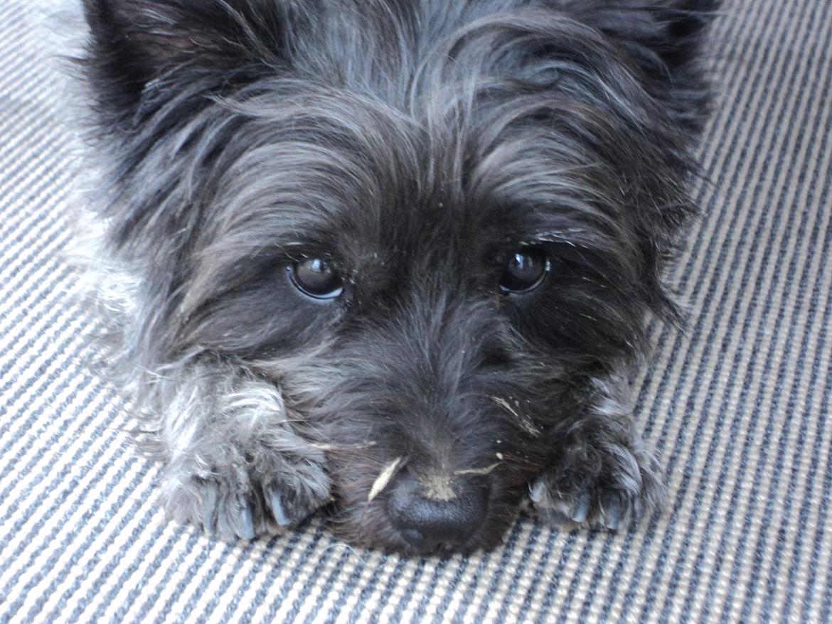 Cairn terrier Mille - Dit smukke hoved billede 7