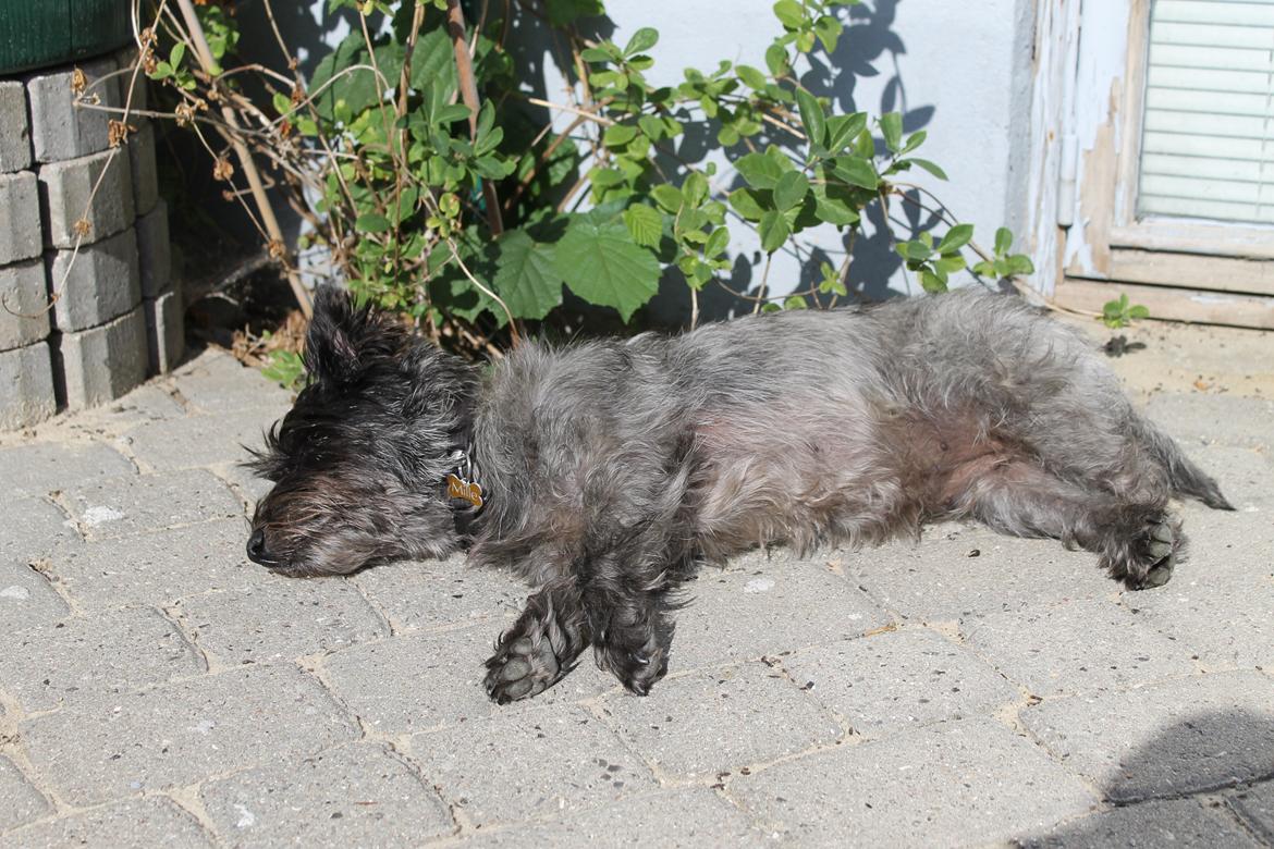 Cairn terrier Mille - Søde Hund billede 12