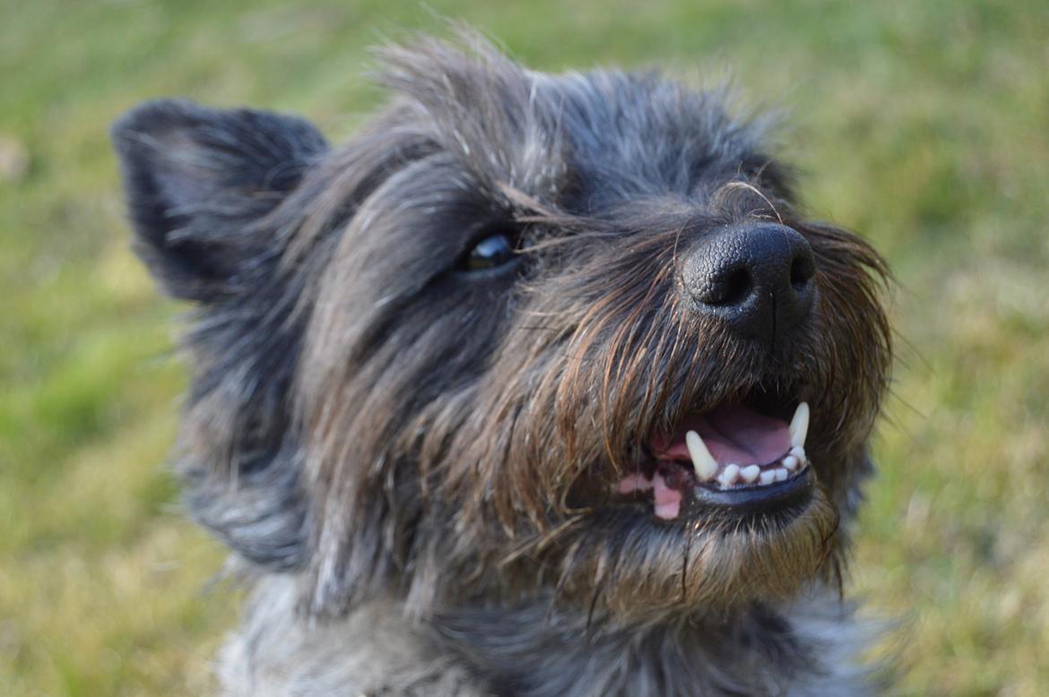 Cairn terrier Mille - En glad Mille billede 17