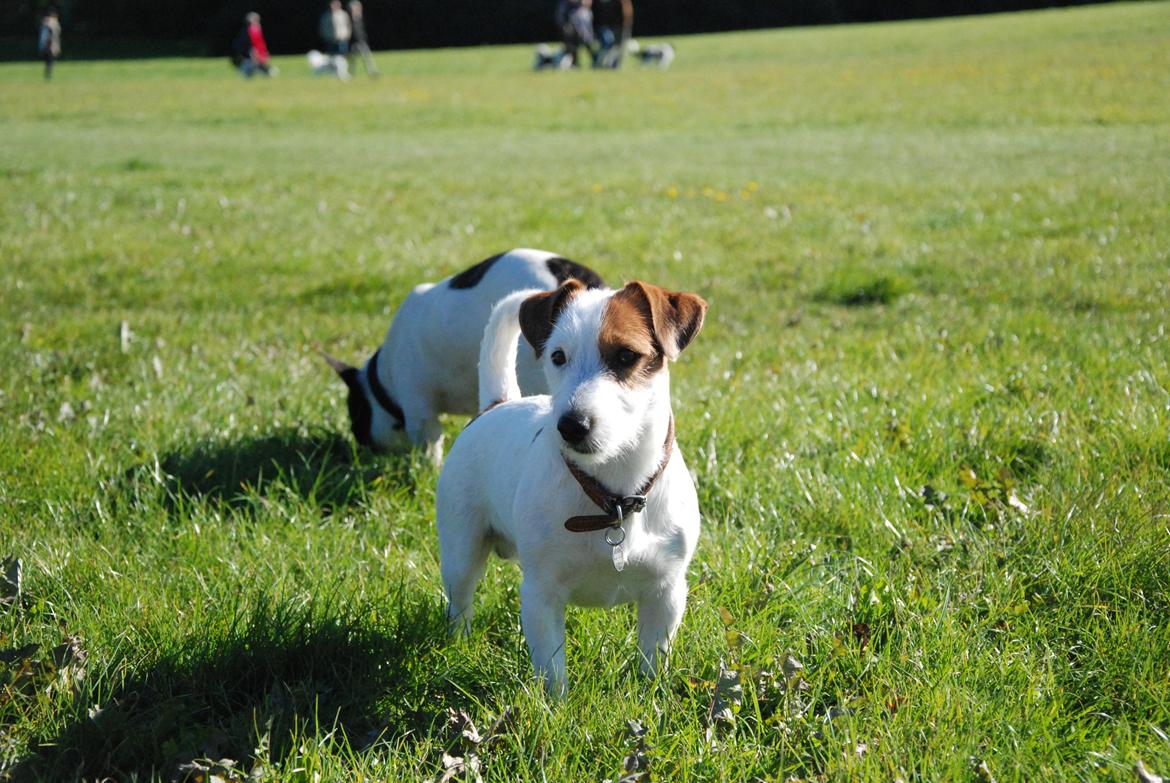 Jack russell terrier Kajsenborg's Jack Sparrow billede 1