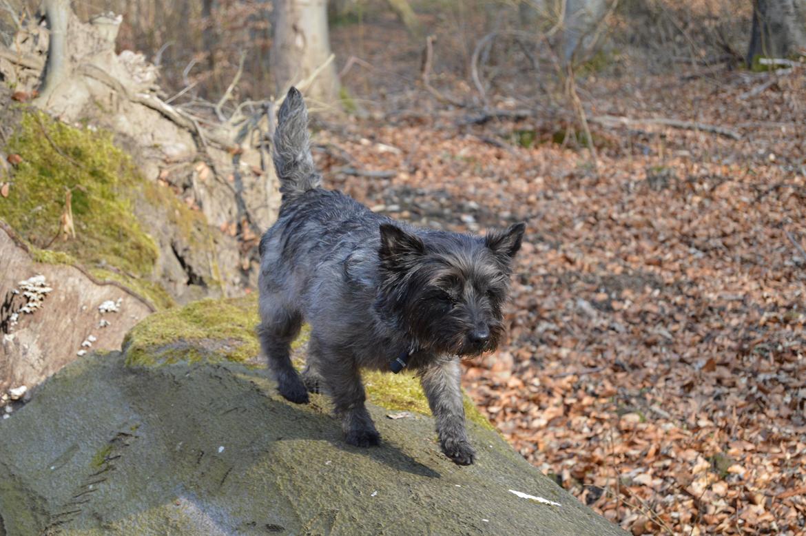 Cairn terrier Mille - Balance  billede 21