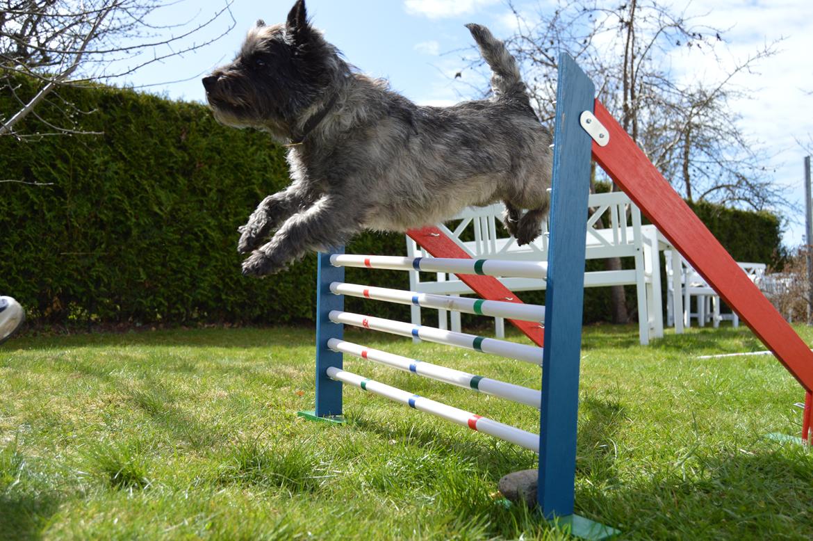 Cairn terrier Mille - Med kæmpe overskud billede 8