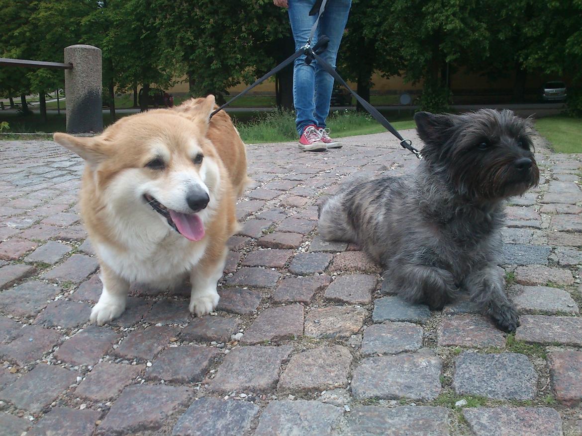 Cairn terrier Mille - Mille og min venindes søde hund Nadia (som også er her inde på hundegalleri) billede 30