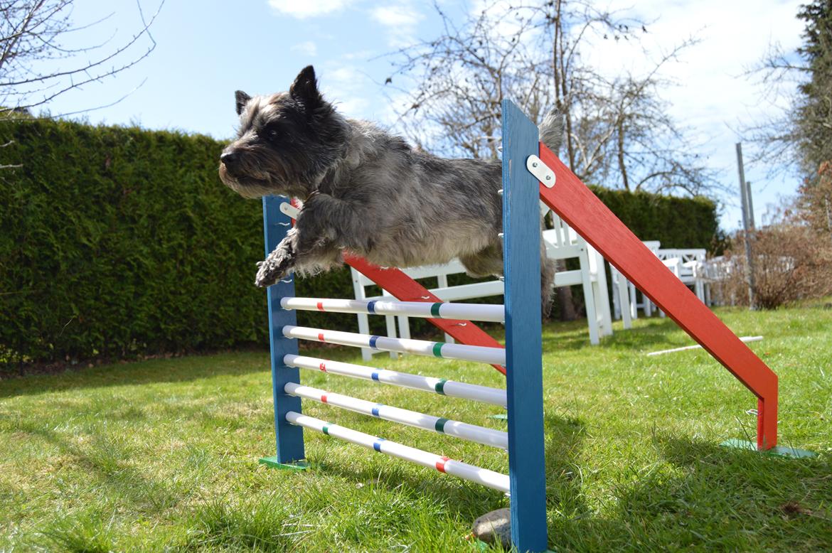 Cairn terrier Mille - Og igen... billede 31