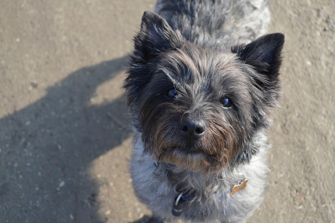 Cairn terrier Mille - Tak fordi I kiggede med :D billede 33