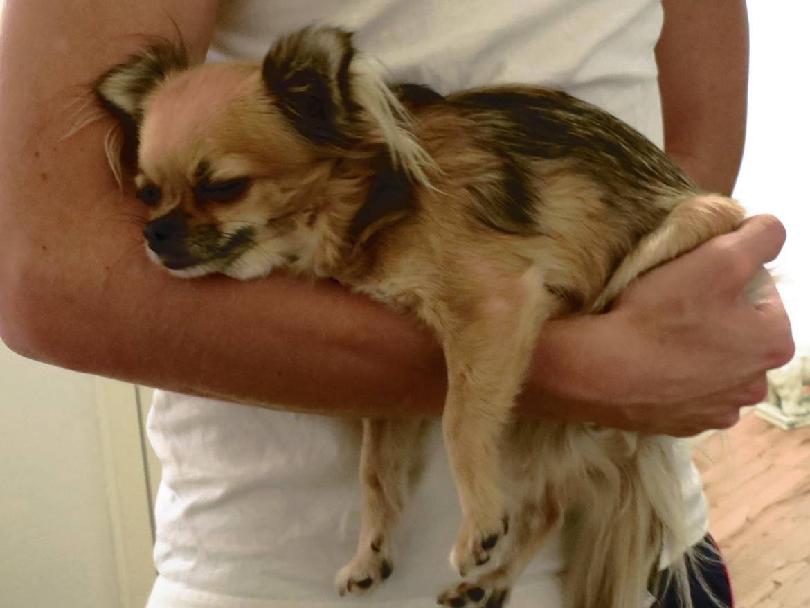 Chihuahua Gipsy billede 15