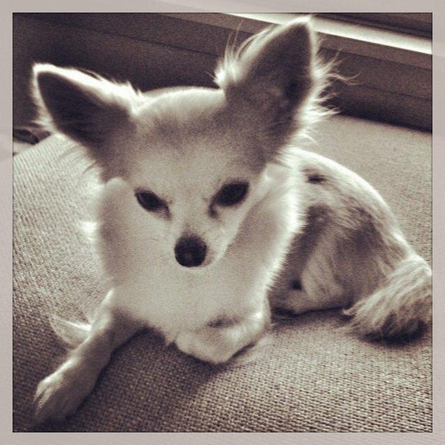 Chihuahua Holly billede 1