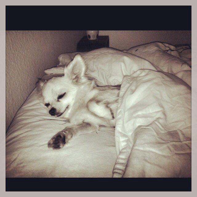 Chihuahua Holly billede 4